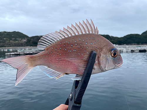 チャリコの釣果