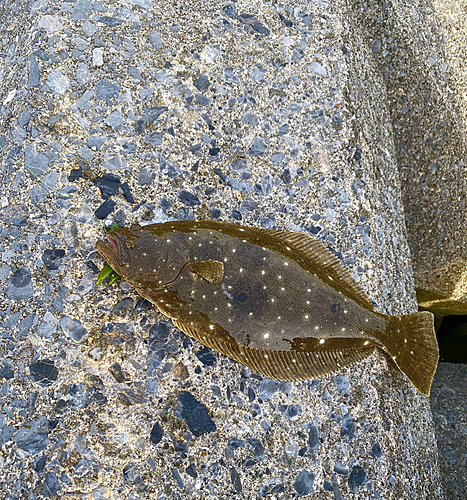 ヒラメの釣果