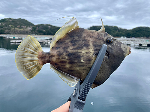 カワハギの釣果