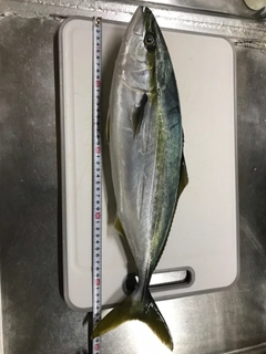 イナダの釣果