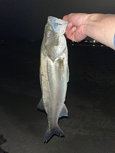 スズキの釣果