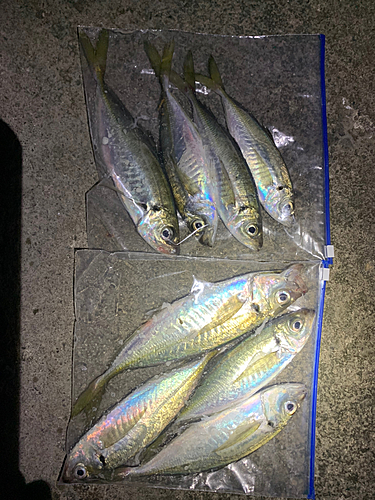 アジの釣果