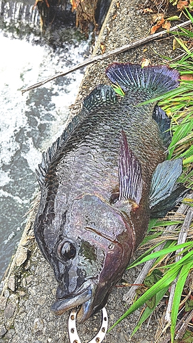 ナイルティラピアの釣果