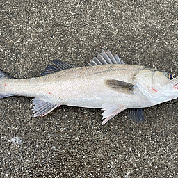 こうしの釣果