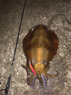 アオリイカの釣果