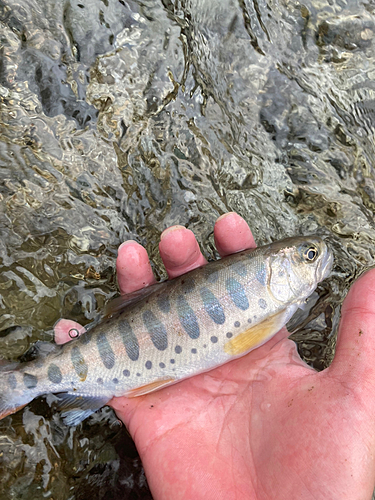 ヤマメの釣果