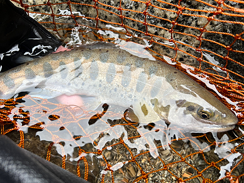 ヤマメの釣果