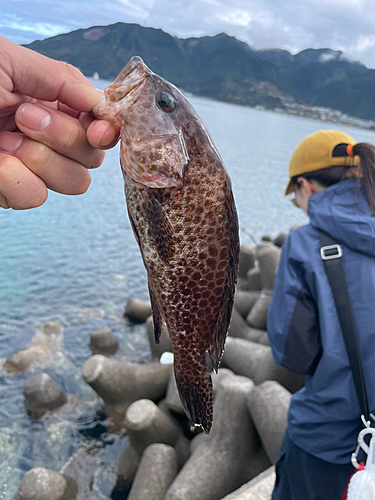 オオモンハタの釣果