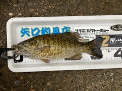 スモールマウスバスの釣果