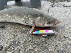 ウグイの釣果