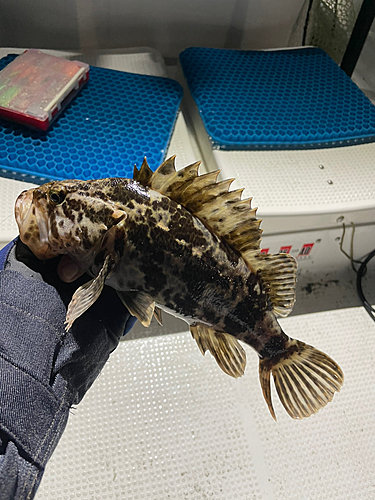 タケノコメバルの釣果