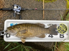 スモールマウスバスの釣果