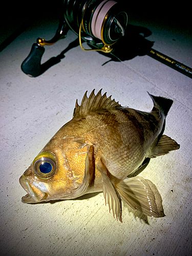 シロメバルの釣果