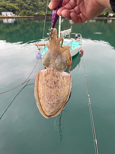 コブシメの釣果