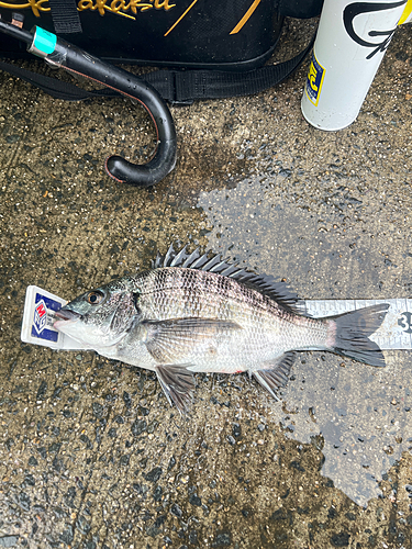 クロダイの釣果