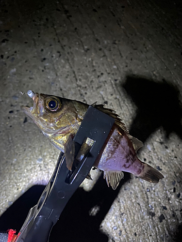 メバルの釣果