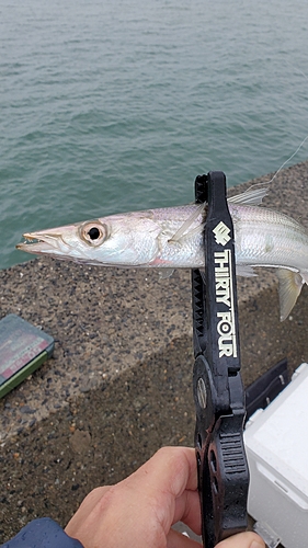 カマスの釣果