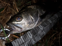 スズキの釣果