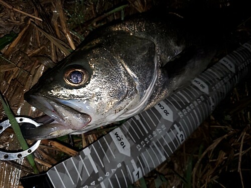 スズキの釣果