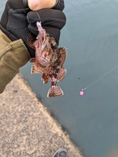 アラカブの釣果