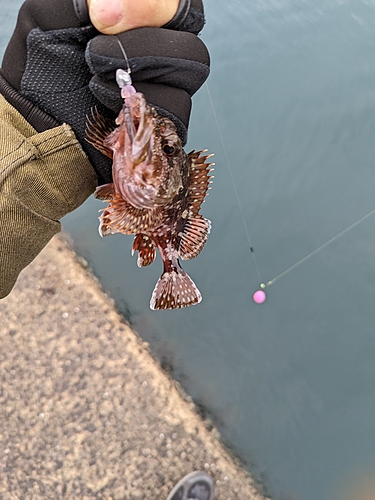 アラカブの釣果