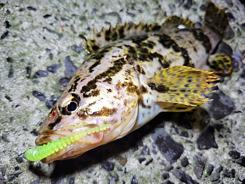 タケノコメバルの釣果