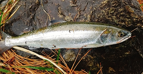 トラウトの釣果