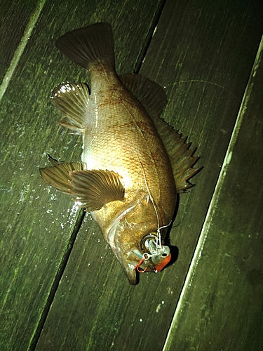 シロメバルの釣果