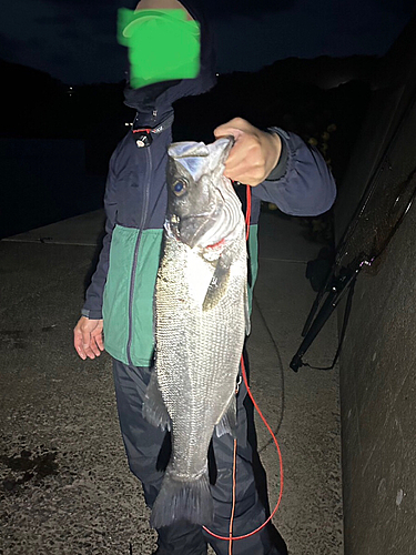 ヒラスズキの釣果