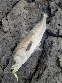 スズキの釣果