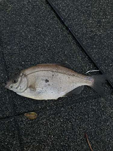 マタナゴの釣果