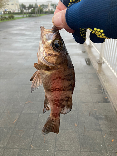 アカメバルの釣果