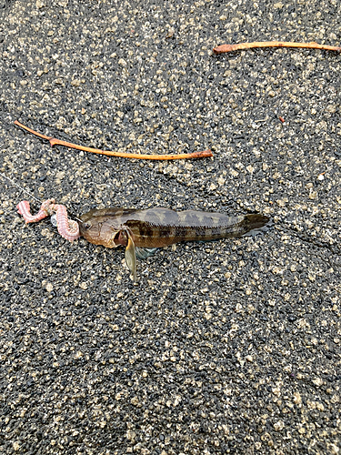 アカオビシマハゼの釣果