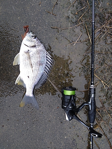 キビレの釣果