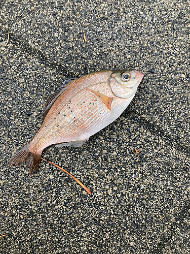 マタナゴの釣果