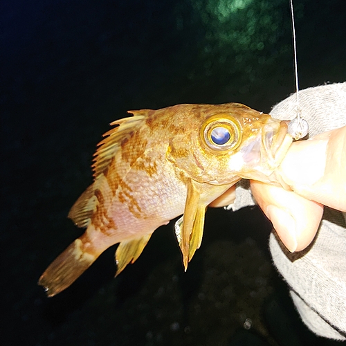 メバルの釣果