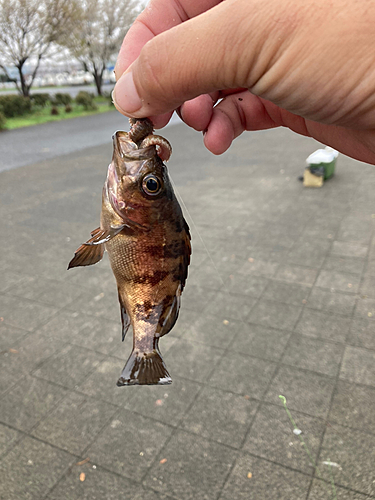 メバルの釣果