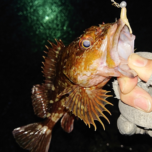 アラカブの釣果