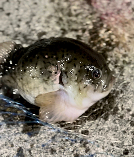 ホテイウオの釣果