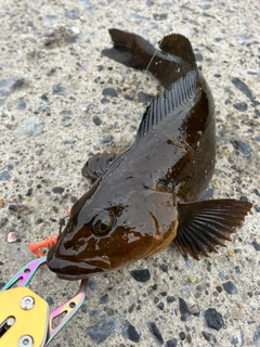 アイナメの釣果