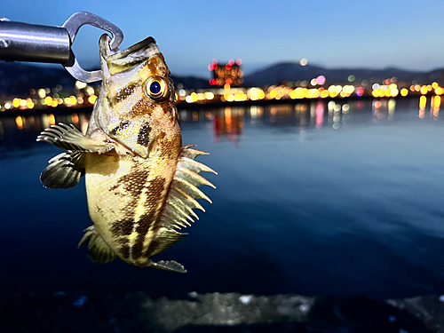 シマゾイの釣果