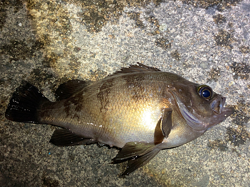 シロメバルの釣果