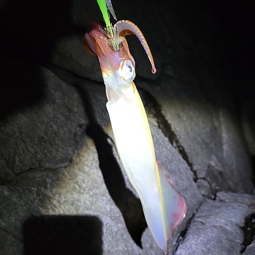 ヤリイカの釣果