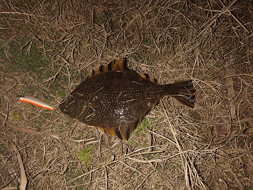 ヌマガレイの釣果