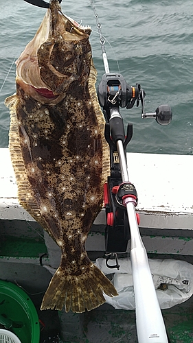 ヒラメの釣果