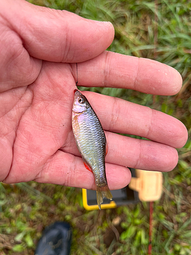 ヤリタナゴの釣果