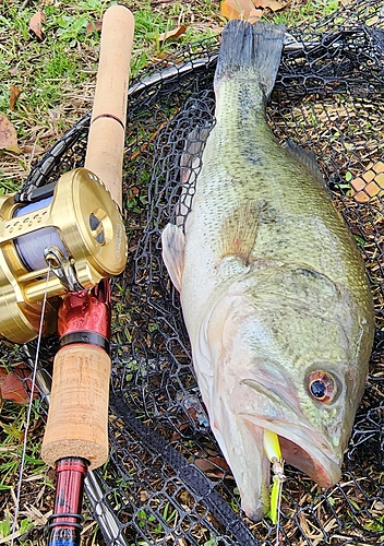 ブラックバスの釣果