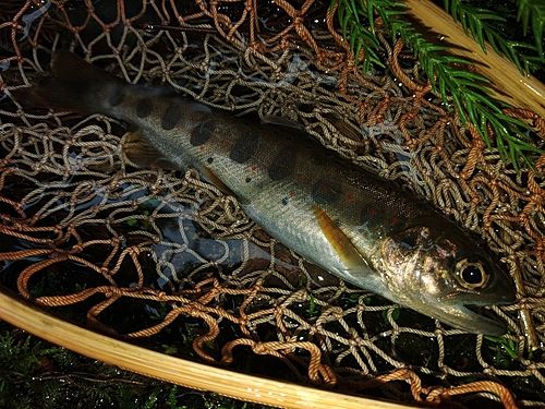 アマゴの釣果