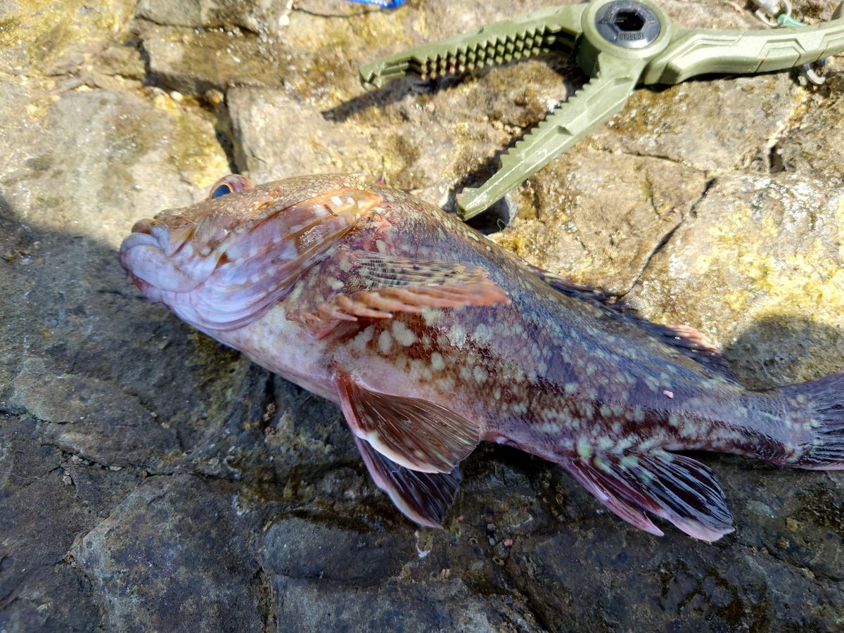 アングラーツヨポンさんの釣果 2枚目の画像