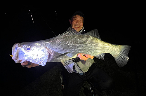 ヒラスズキの釣果